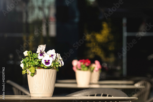 Pansy flowers in pot on the table. Cafe terrace in sunlight. Blurred, dark background. White and purple pansies in sunshine. Cafeteria or restaurant concept. Selective focus, copy space
