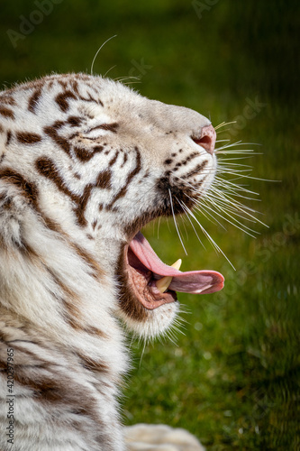 A white tiger  sticking its tongue out