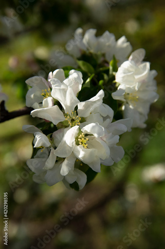 The apple tree is in bloom