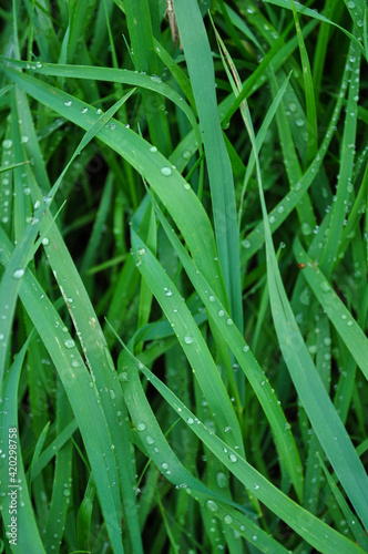 Plakat w ramie dew on grass