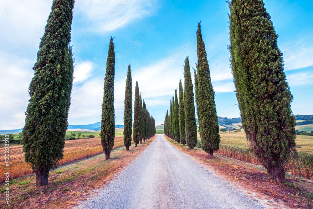 Magic beautiful landscape with road and cypress in Tuscany, Italy in San Quirico d'Orcia (Val d'Orcia). Excellent tourist places.
