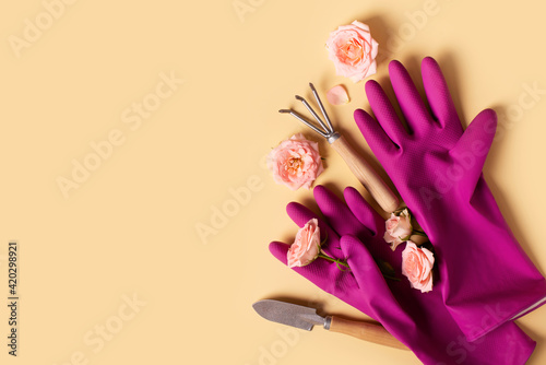 Planting tools set, pink gloves, rose flaowers, shovel and rake flat lay on yellow background