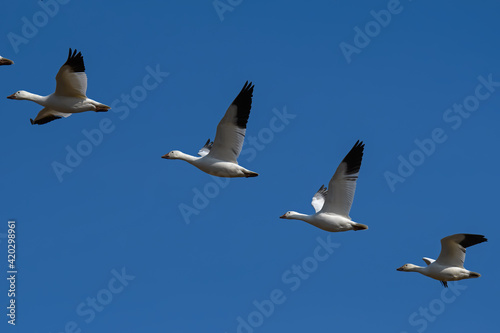 Snow geese flying in formation in the late afternoon sun during spring migration at Middle Creek Wildlife Management Area. They are a species of goose native to North America.