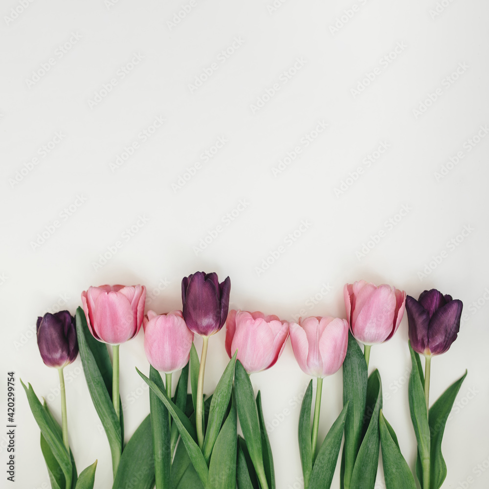 Fototapeta Różowe i fioletowe tulipany na białym tle.
