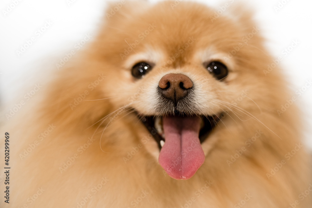 Spitz nose and tongue on white background. portrait of a spitz. spitz on white background smiling. Spitz nose and tongue on white background. portrait of a spitz. spitz on white background smiling.