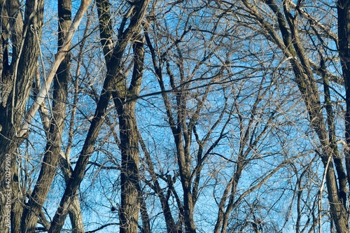 Dark spring trees on the light blue sky background 