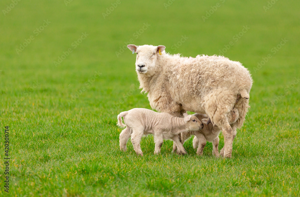 Fototapeta premium Ewe or female sheep in lush green field with two newborn, twin lambs suckling milk. Springtime. Clean background. Horizontal. Space for copy. Yorkshire, England.