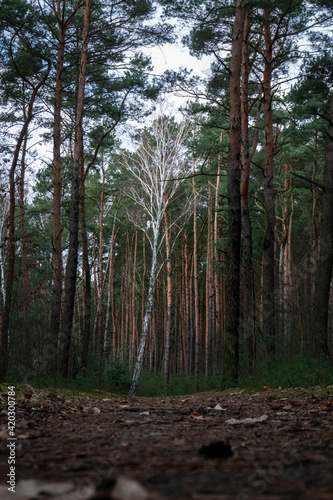 Fototapeta Naklejka Na Ścianę i Meble -  Pojedyńcza brzoza po środku lasu