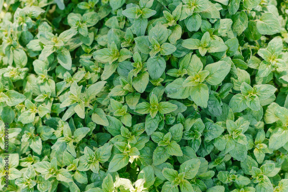Background of fresh green organic oregano growing in the garden Background of fresh green organic oregano growing in the garden