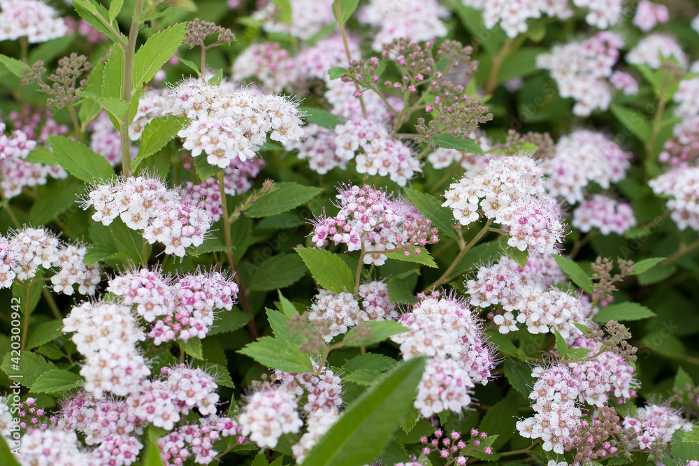 dense spirea bush blooming luxuriantly with delicate pink flowers dense spirea bush blooming luxuriantly with delicate pink flowers
