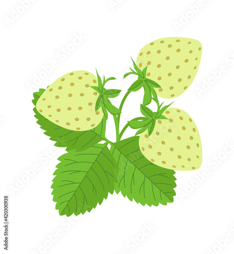 Green strawberry plant