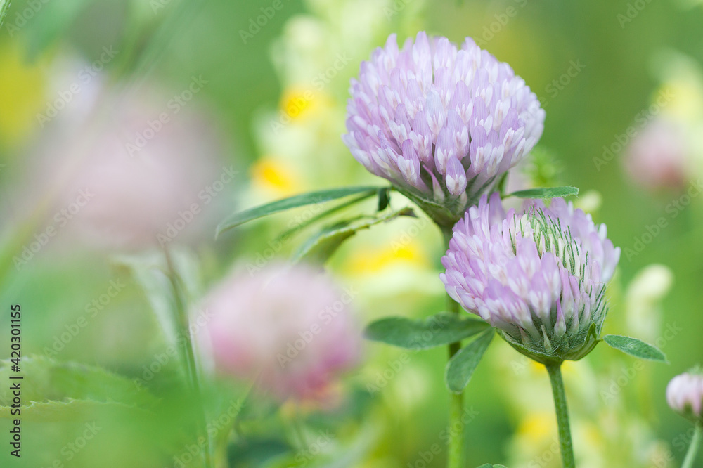 pink clover flowers blooming among other flowers in the field creates a beautiful bright background pink clover flowers blooming among other flowers in the field creates a beautiful bright background