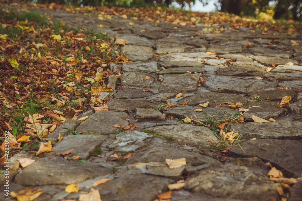 Obraz premium Yellow autumn fallen leaves lie on a gray rocky surface on a sunny day. Autumn leaves background. Close up photo of yellow and brown foliage on a stone walkway in the park. Yellow and gray backdrop.