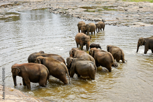 Canvas Print Asian elephants bathing in river, Pinnawala Elephant Orphanage, Kegalle, Sri Lan
