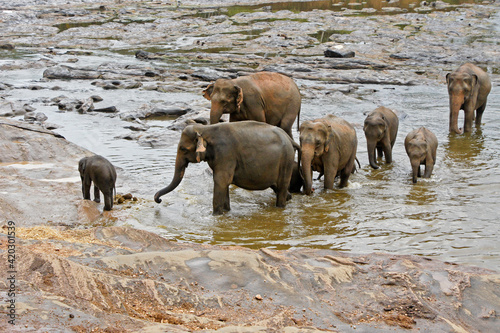 Canvas Print Asian elephants bathing in river, Pinnawala Elephant Orphanage, Kegalle, Sri Lan