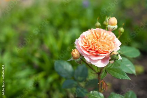 Nostalgic Hybrid Tea Rose Chippendale. Beautiful bush of yellow pink roses in a summer garden. Rose garden. photo