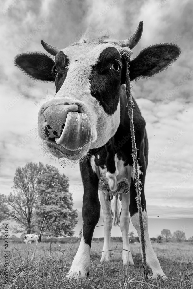 czarno biała krowa  z językiemna łące - obrazy, fototapety, plakaty 