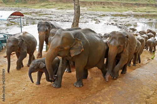 Photography Asian elephants coming from river, Pinnawala Elephant Orphanage, Kegalle, Sri La