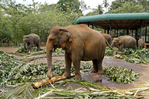 Canvas Print Asian elephants feeding in the stables area, Pinnawala Elephant Orphanage, Kegal