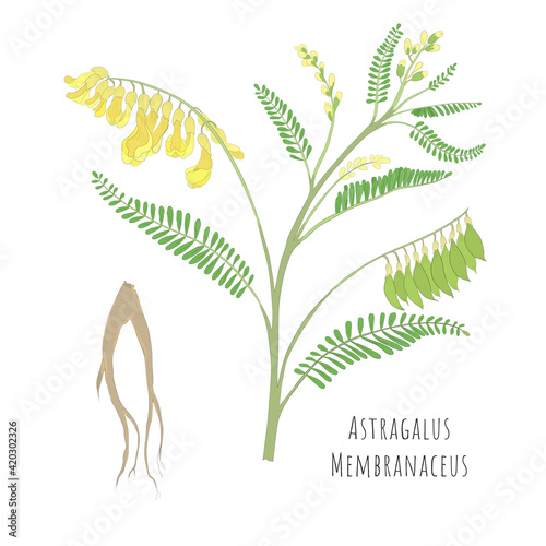 Sketch of Astragalus membranaceus or Huang Qi
