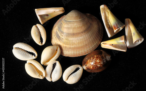 Sea Shell photo