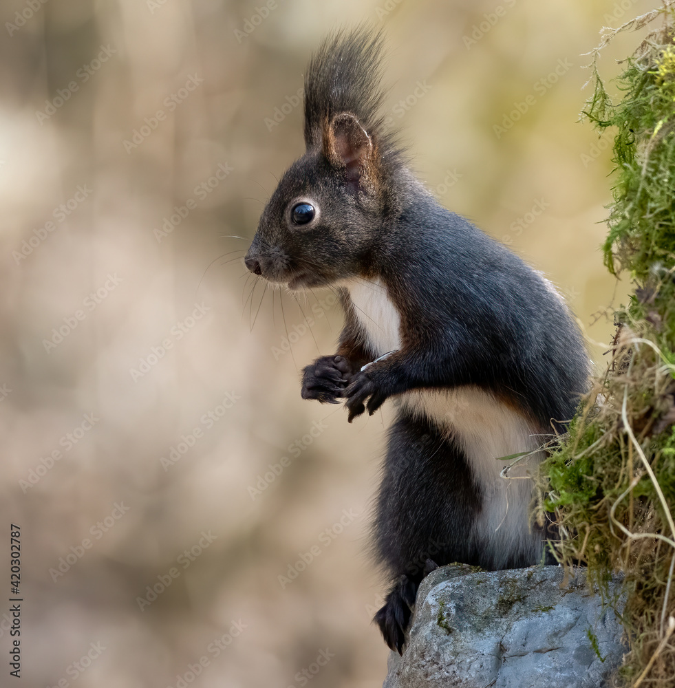 eichhörnchen, tier, säugetier, natur, wild lebende tiere, nager, wild eichhörnchen, tier, säugetier, natur, wild lebende tiere, nager, wild