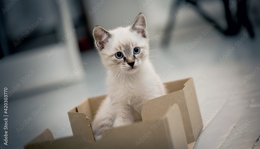 A small kitten in a cardboard box.