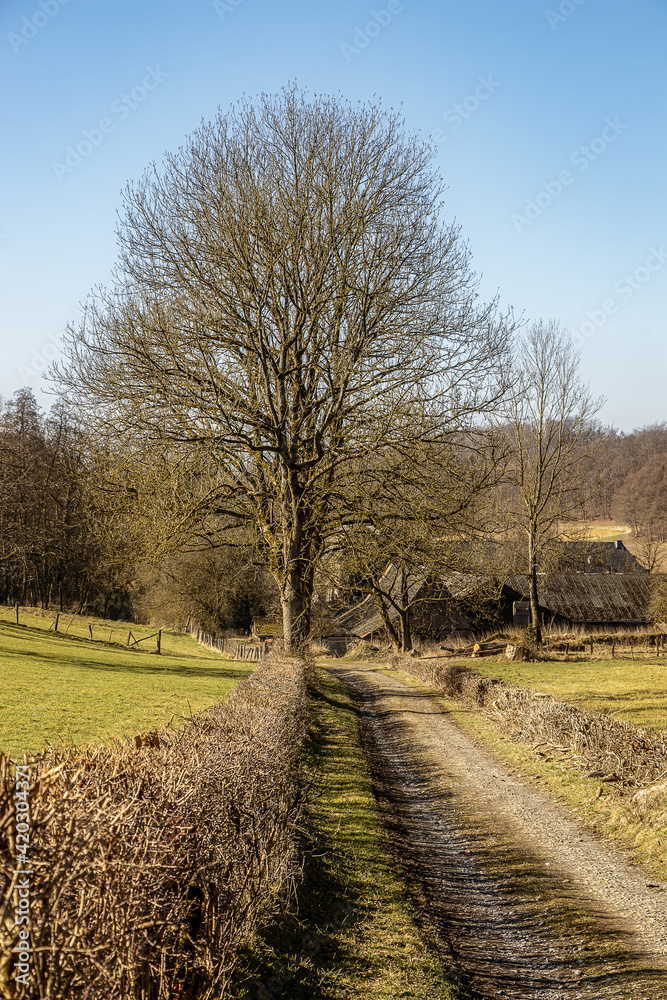 Obraz premium Baum am Wegesrand