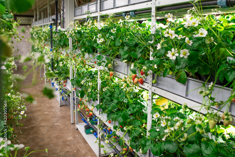 Rows of seedlings of various sorts of garden strawberries growing on ...