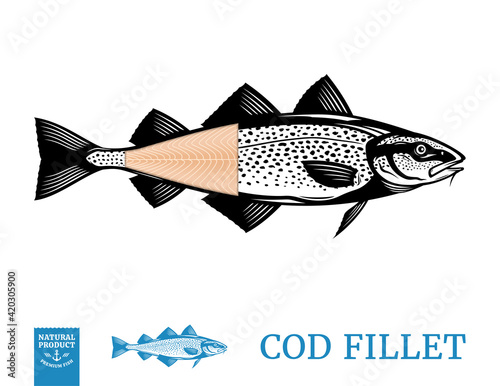 Vector cod fish illustration with fillet isolated on a white background