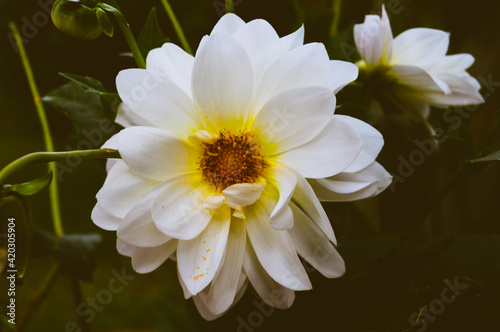 amarillo sobre blanco