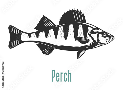 Vector perch fish illustration isolated on a white background