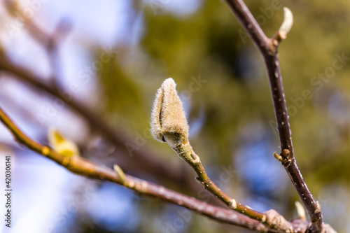 Sleeping Magnolia bud on the branch of a tree in winter. Spring is coming.