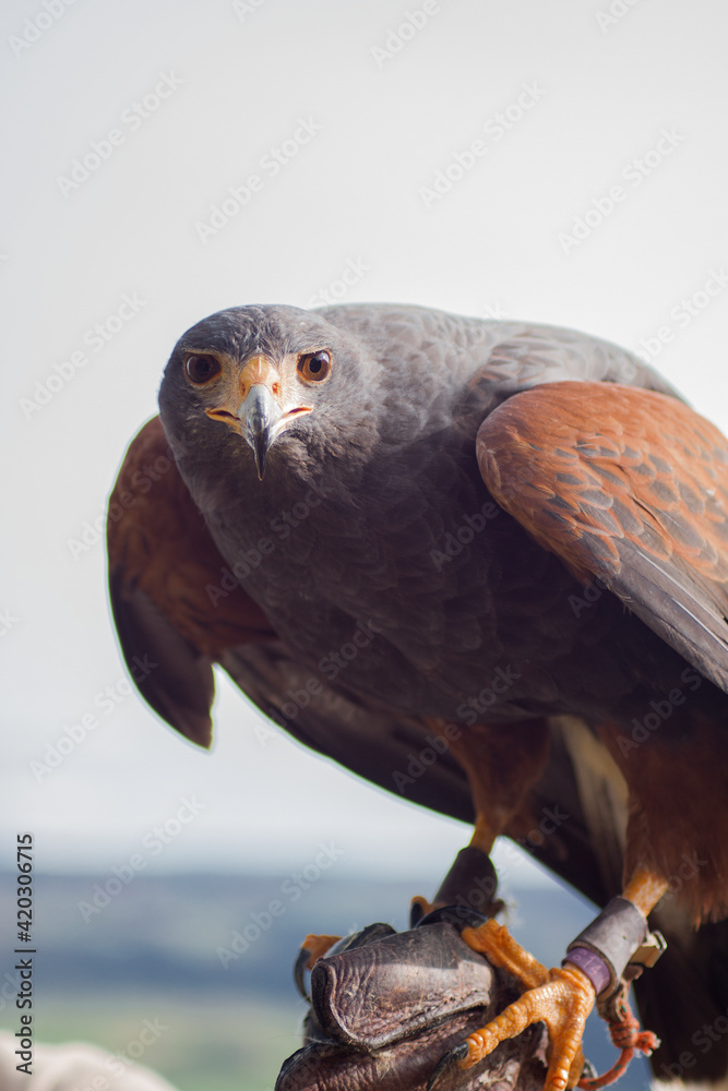 Front view eagle looking in the front. Closeup of a bird sitting on the hard glove. Front view eagle looking in the front. Closeup of a bird sitting on the hard glove.