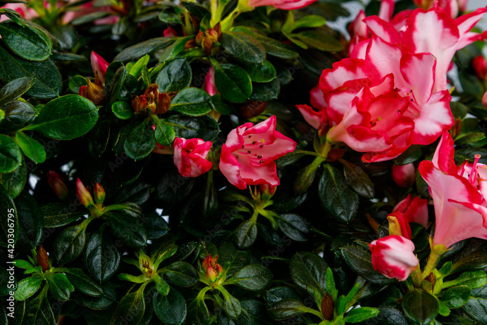 Background of the blooming pink azalea flowers