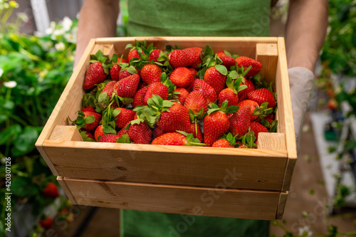 Gloved hands of young male worker of vertical farm holding wooden box with heap of ripe strawberries