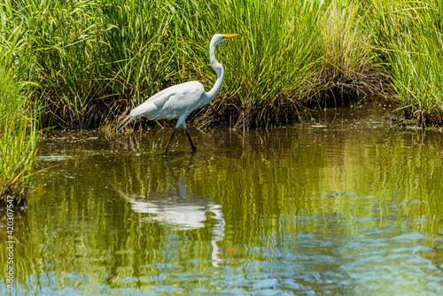 Snowy Egret Wading in the Marsh