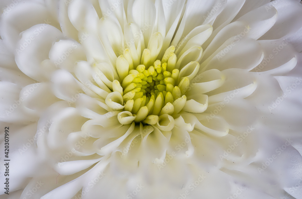 chrysanthemum flower with softened edges chrysanthemum flower with softened edges