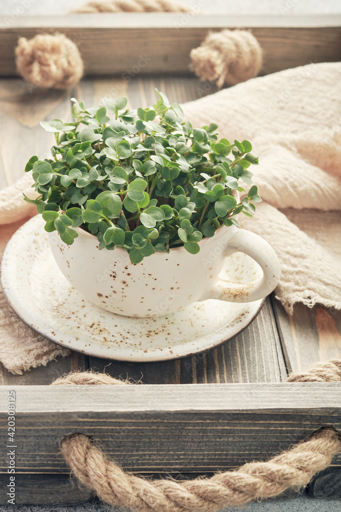 Fresh organic microgreens in a white ceramic cup. Healthy and vegan food