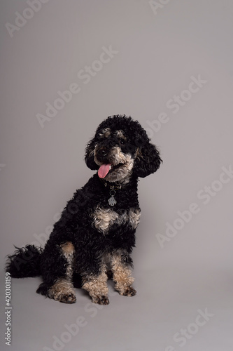 Poodle Phantom. An unusual little black dog. Dog is man's friend.