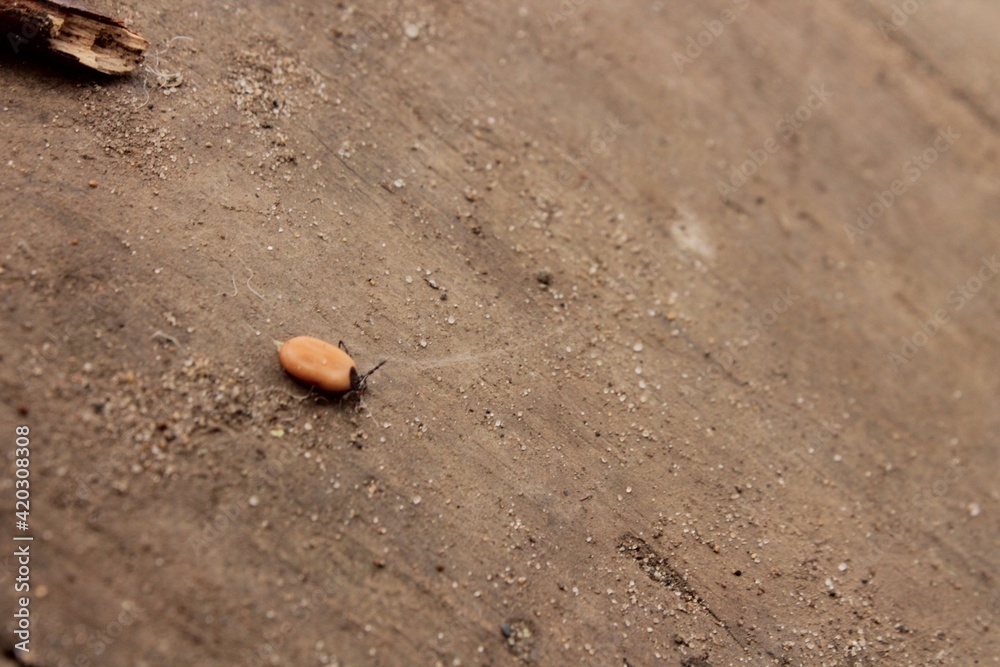 Insect mites Ixodes persulcatus are carriers of infections with ...