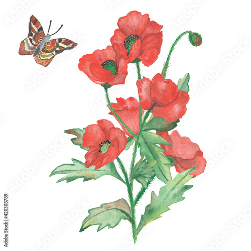 Watercolor hand painted illustration with red poppy flowers on green stem with leaves bouquet and ornament butterfly composition isolated on the white background for design card