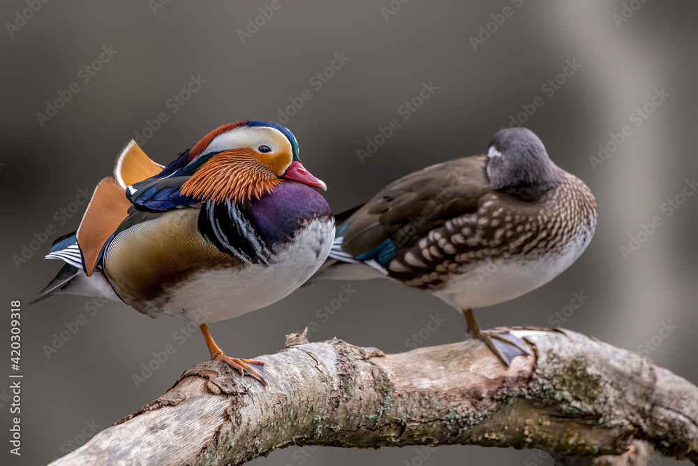 Beautiful mandarin duck couple standing on a tree in a little pond called Jacobiweiher not far away from Frankfurt, Germany at a cold day in winter. Beautiful mandarin duck couple standing on a tree in a little pond called Jacobiweiher not far away from Frankfurt, Germany at a cold day in winter.