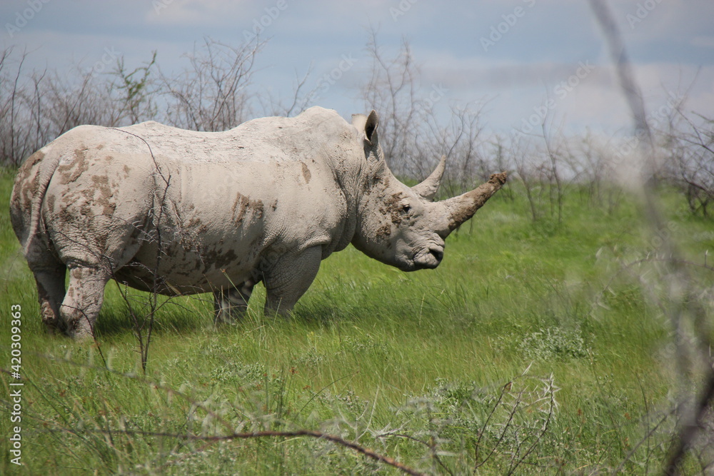 Fototapeta premium Rhinoceros in the field in a national conservation park in Africa, Namibia.