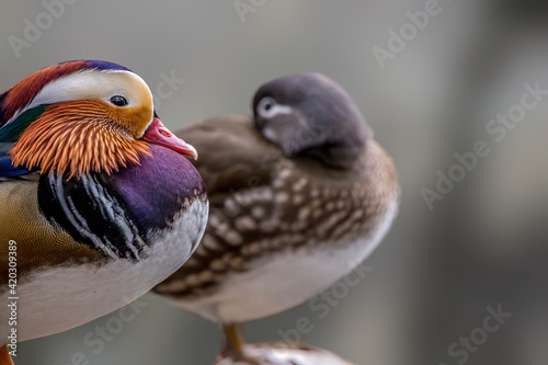 Beautiful mandarin duck couple standing on a tree in a little pond called Jacobiweiher not far away from Frankfurt, Germany at a cold day in winter.