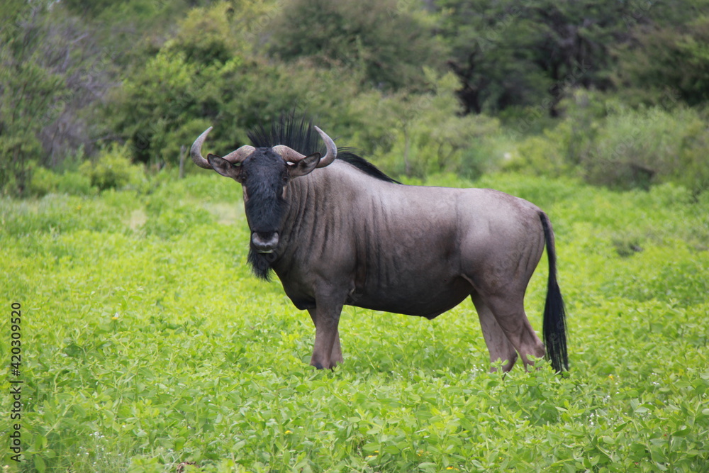 A wildebeest in a conservation park in Africa, Namibia. A wildebeest in a conservation park in Africa, Namibia.
