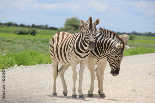 Two zebra's in a conservation park in Africa, Namibia.