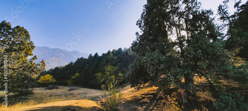 forest in the mountains