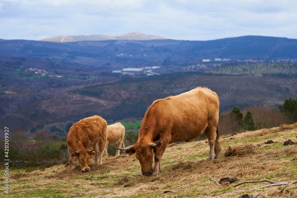 vacas marrones pastando en la montaña libres con paisaje de fondo vacas marrones pastando en la montaña libres con paisaje de fondo