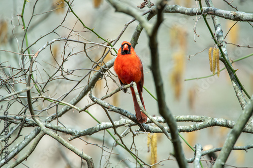 Cardinal 